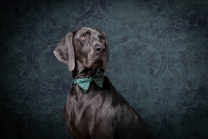 Hundeportrait Salzburg, Christian Streili Photography